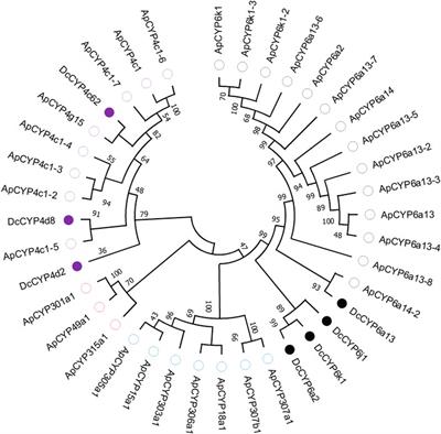 Antennae-abundant expression of candidate cytochrome P450 genes associated with odorant degradation in the asian citrus psyllid, Diaphorina citri